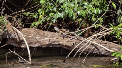 A bird sits on a fallen tree trunk in a dense, green forest with water in the foreground, A turtle