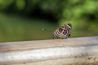 A colourful butterfly sits on a wooden beam with a blurred green background, A Godart's number wing