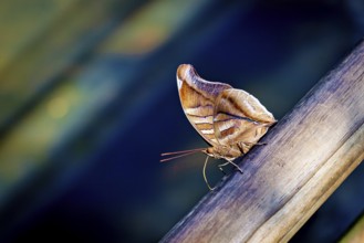 An Orion Cecropian butterfly in the jungle of Iguazu Argentina (Historis odius)