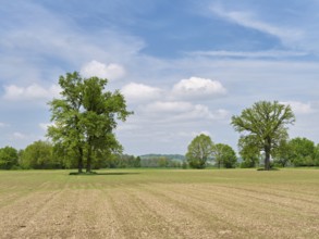 A group of English oaks (Quercus robur), standing in a field during leaf emergence, Siebeneichen