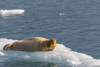 Bearded seal (Erignathus barbatus) on an ice floe, Lillienhöökbreen, Spitsbergen