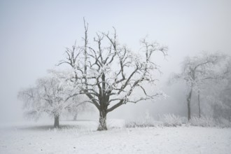 Shrubs and trees in hoarfrost and fog, Horben, Lindenberg, Freiamt, Canton Aargau, Switzerland