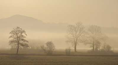 Meadows and trees in the early morning mist in the light of the rising sun, Reusstal, Aristau,