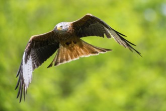 Red kite (Milvus milvus) flying in a forest in early summer, Bavaria, Germany