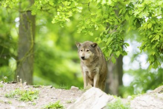 Eastern wolf (Canis lupus lycaon) standing on a little hill, Bavaria, Germany