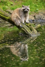 Common raccoon (Procyon lotor) on the edge of a little lake, Bavaria, Germany