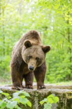 Brown bear (Ursus arctos) standing on a rock, Bavaria, Germany