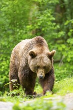 Brown bear (Ursus arctos) walking on a meadow, Bavaria, Germany