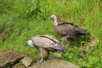 Eurasian griffon vulture (Gyps fulvus) on a rock, Bavaria, Germany