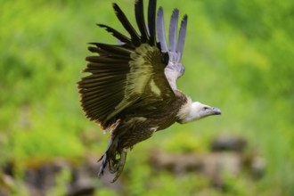 Eurasian griffon vulture (Gyps fulvus) flying, Bavaria, Germany