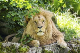 Southern African lion (Panthera leo melanochaita) male, lying on a rock, captive, Zoo Augsburg,