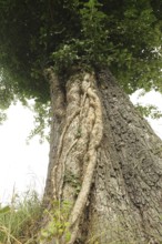 Ivy (Araliaceae) with arm-thick roots climbing up an old pear tree (Pyrus), Mostviertel, Lower