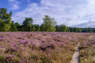 Heath on Wietzer Berg, broom heather blossom, Südheide, Lüneburg Heath, near Faßberg, Lower Saxony,