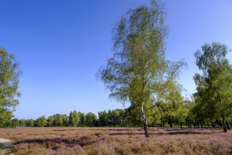 Broom heather blossom, Nemitzer Heide, Wendland-Elbe nature park Park, Lower Saxony, Germany