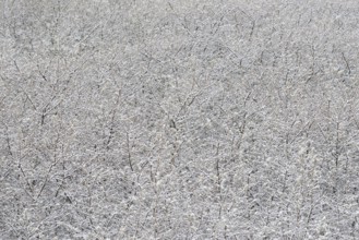 Winter day, onset of winter, snow lies on the bushes in the dune landscape of Norddeich, North Sea,
