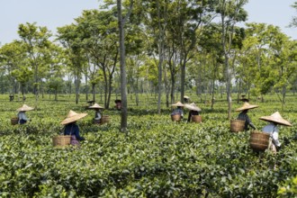 Tea estate workers plucking tea leafs using umbrellas at a tea estate during a hot summer day, in