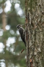 Three-toed woodpecker foraging in the Bavarian Alps