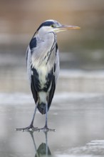 Grey heron (Ardea cinerea) Germany