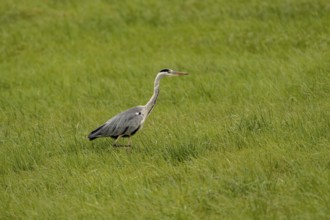 Grey heron (Ardea cinerea), Vulkaneifel, Rhineland-Palatinate, Germany