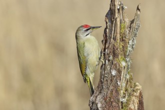 Grey-headed woodpecker (Picus canus), male sitting on a tree stump overgrown with moss and lichen,