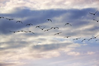 Cranes flying, grey crane (Grus grus), bird migration, evening sky, Rehdener Geestmoor, Diepholzer