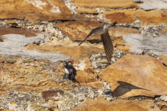 House martins fly lively in front of old house facade