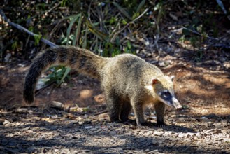 An animal with a long snout explores the ground in a forested area, A South American coati in the