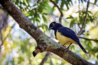 A bird with a yellow breast and blue plumage sits on a moss-covered branch in the treetop, A