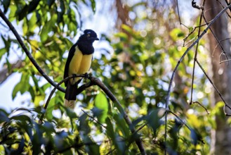 A bird with a yellow breast and blue plumage sits on a branch with green leaves and blue sky, A