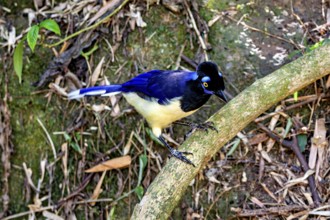 A bird with blue plumage and yellow breast balances on a low branch in the forest, A blue-capped