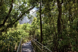 A wooden path leads through a dense, green jungle full of trees and leaves, path through the jungle