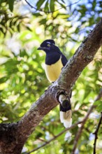 A bird with a yellow breast and blue plumage on a branch in the middle of green leaves, A