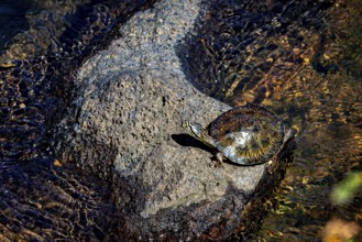 A turtle sunbathes on a rock in clear water, surrounded by light reflections, A turtle on a rock by