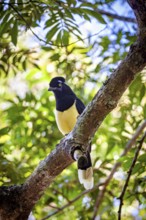 Perched on a branch, the bird shows off its yellow breast and blue plumage, surrounded by vibrant