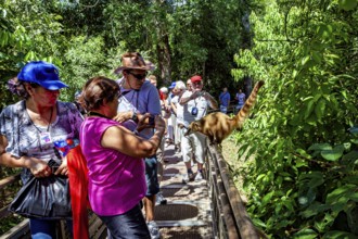 People walking on a forest path while an animal is close to the vegetation, A South American coati
