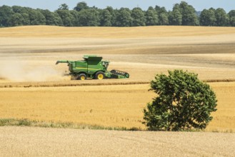 Landscape with threshing of grain with combine harvester at Ystad, Skåne county, Sweden,
