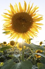 Radiant sunflower in the evening light with sun star