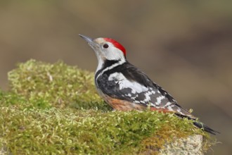Middle spotted woodpecker (Dendrocopos medius) foraging on mossy ground in the forest, Wilnsdorf,