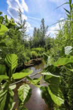 Bottrop, North Rhine-Westphalia, Germany - Renaturalised Boye, the tributary of the Emscher, was