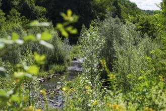 Bottrop, North Rhine-Westphalia, Germany - Renaturalised Boye, the tributary of the Emscher, was