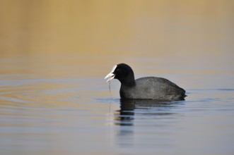 Eurasian Coot (Fulica atra) swimming, North Rhine-Westphalia, Germany