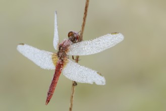 Scarlet Dragonfly (Crocothemis erythraea), male with dewdrops, North Rhine-Westphalia, Germany