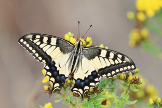 Swallowtail (Papilio machaon), North Rhine-Westphalia, Germany