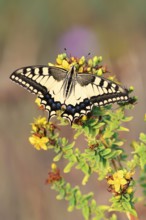 Swallowtail (Papilio machaon), North Rhine-Westphalia, Germany