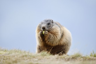 Alpine marmot (Marmota marmota), Hohe Tauern National Park, Austria