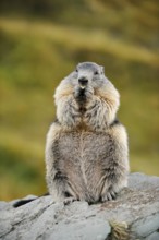 Alpine marmot (Marmota marmota), sitting and eating on a rock, Hohe Tauern National Park, Austria