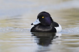 Tufted Duck (Aythya fuligula), drake, swimming, North Rhine-Westphalia, Germany
