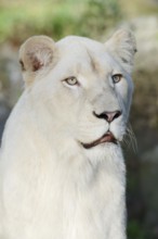 White lion (Panthera leo), female, portrait, captive