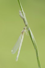 Willow Emerald Damselfly (Chalcolestes viridis) freshly hatched dragonfly and exuvia, North