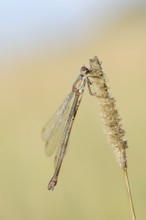 Willow Emerald Damselfly (Chalcolestes viridis), female, North Rhine-Westphalia, Germany
